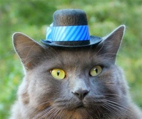 Hats For Cats