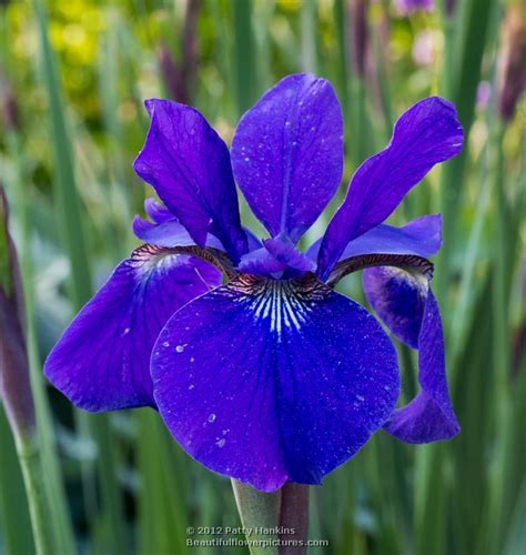 Siberian Irises | Beautiful Flower Pictures Blog