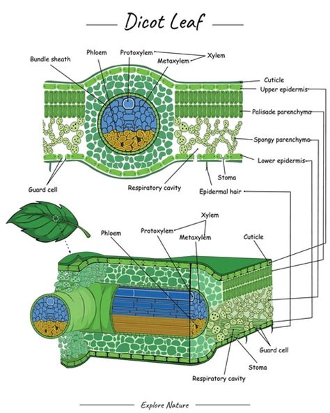 97 Dicot Leaf Anatomy Images, Stock Photos, 3D objects, & Vectors ...