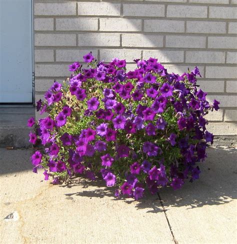 potted purple petunias | Purple petunias, Petunias, Plants