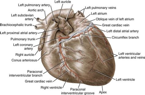 The Heart and Arteries | Veterian Key