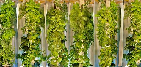 Grow Fresh Food Indoors Year Round - Edible Reno-Tahoe