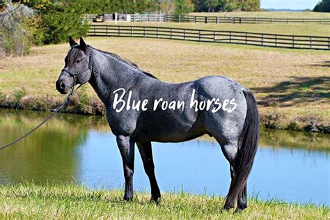 Blue Roan Horses Ultimate Guide With Pictures and Examples