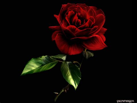 Black and Red Rose Wallpaper - WallpaperSafari