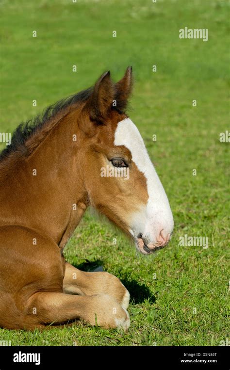 Shire horse foal Stock Photo - Alamy