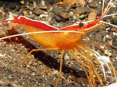 White-Banded Cleaner Shrimp - Lysmata amboinensis - Bali, Indonesia ...