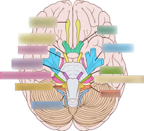 Cranial Nerves Diagram | Quizlet