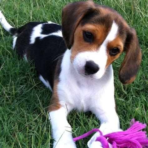 beaglier puppies - Google Search | Cute beagles, Beagle puppy, Beagle dog