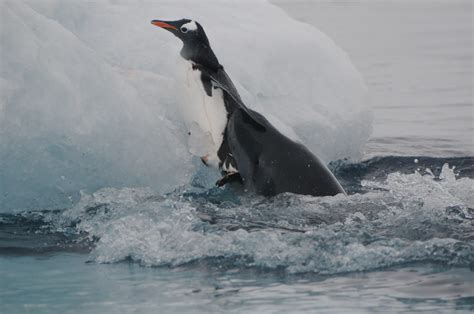 Leopard Seal attacking a Gentoo Penguin - a photo on Flickriver