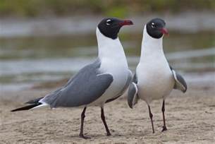 Laughing Gull | San Diego Bird Spot