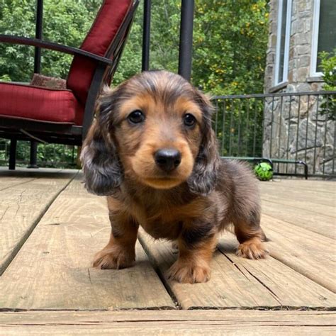 Teacup Dachshund Puppies/mini Dachshund Puppies For Sale