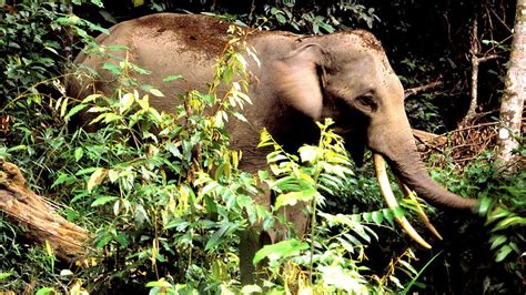 Endangered Sumatran Animals - Sumatran Elephant