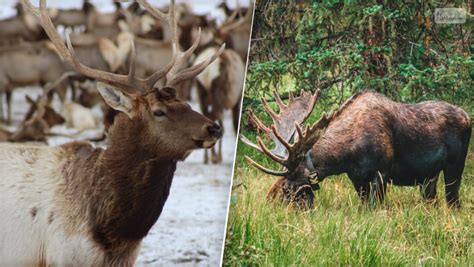 Elk Vs Moose- How To Tell, Differences, A Quick Guide