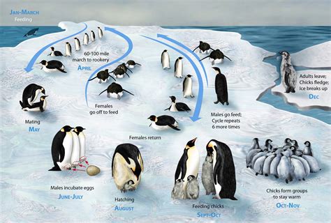 Life cycle of the Emperor Penguin : Aptenodytes forsteri