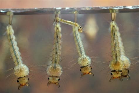 Mosquito Larvae Photograph by Martin Dohrn/science Photo Library - Fine ...