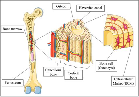 Bone Cell Diagram And Its Function Ch. 6 Bone Cell Diagram D