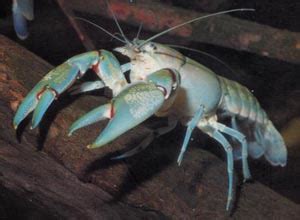 Crayfish, Freshwater Crayfish and Crayfish Plague ~ planetanimalzone