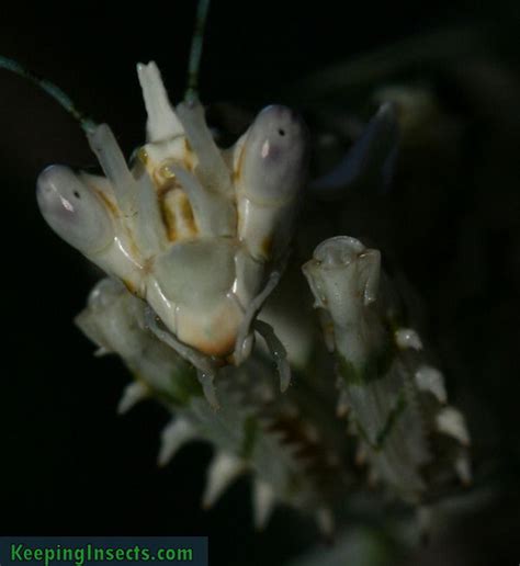 Spiny Flower Mantis – Keeping Insects