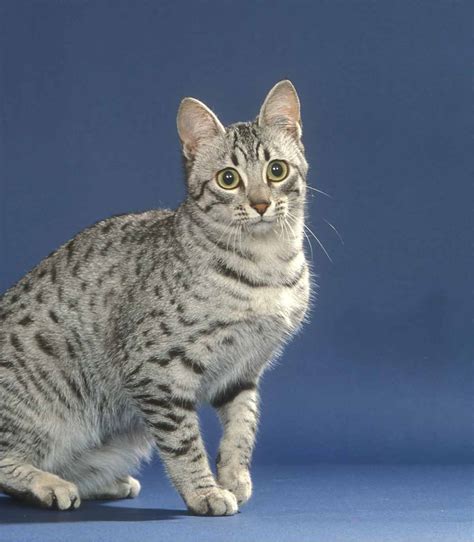 Egyptian Mau Colors - From Silver To Bronze, The Patterns and Shades