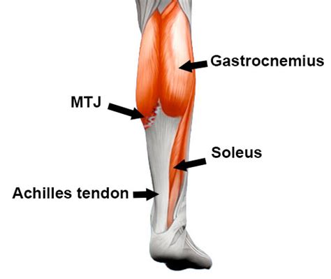 Calf Strain - Treatment & Rehabilitation & Exercises (2022)