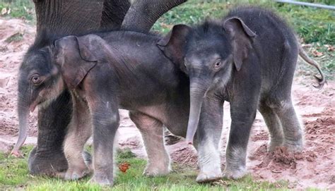 Rare birth of ‘miracle’ elephant twins astonish New York zookeepers ...