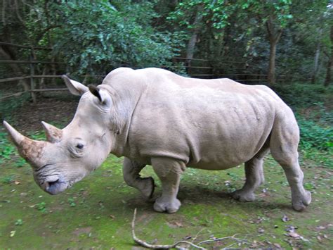 The White Rhino | Animal Facts & New Photos | The Wildlife