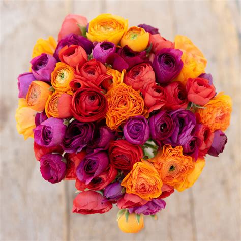 Ranunculus Bulbs | Shop 51 Varieties | Eden Brothers