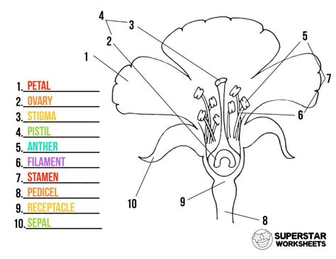 Parts of a Flower Worksheets - Superstar Worksheets