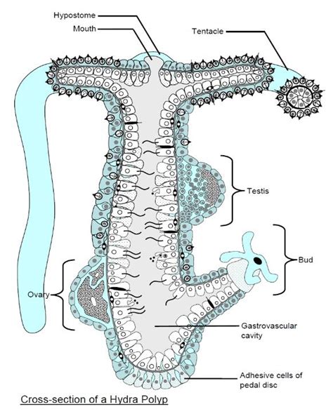 Hydra and Hydrozoa