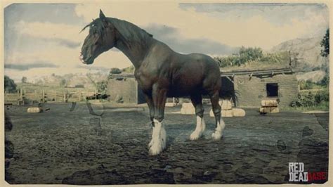 Dark Bay Shire Horse | RDR2 & Online Horse Stats & Locations