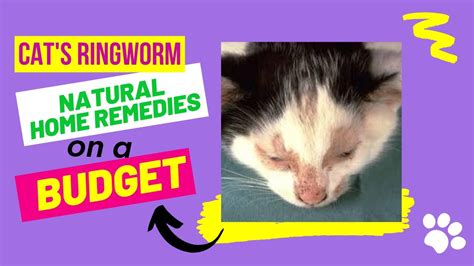 How To Treat Cats And Kittens Ringworm Home Treatment With Natural Home ...