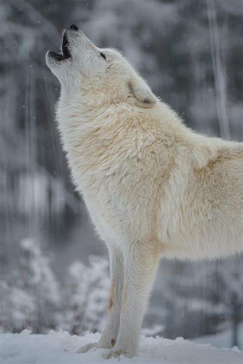 Arctic wolf howling in winter 4729626 Stock Photo at Vecteezy