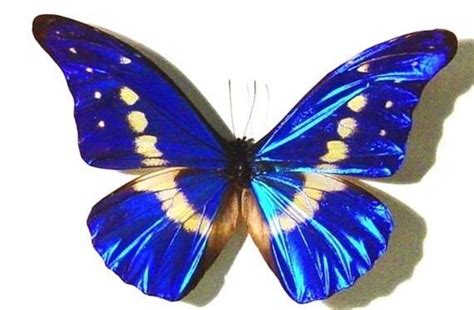 Morpho helena - Alchetron, The Free Social Encyclopedia