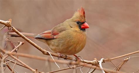 Northern Cardinal Sounds, All About Birds, Cornell Lab of Ornithology