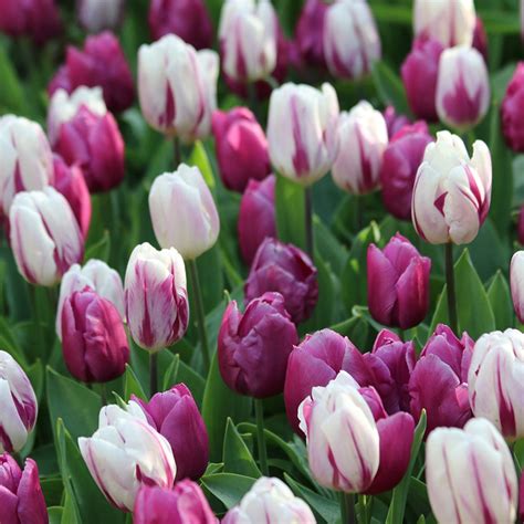 Tulip Triumph Flaming Flag & Purple Flag - 40 bulbs - Longfield Gardens