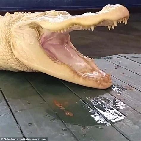 This Rare Albino Alligator Is Loved By Everyone At The Florida Gator Park