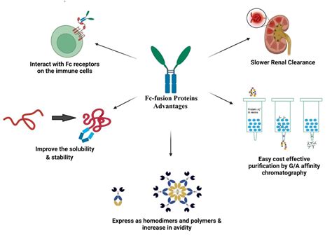 Fc fusion proteins