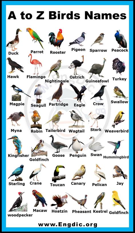 A to Z Birds Names list in English with Pictures | Birds name list ...