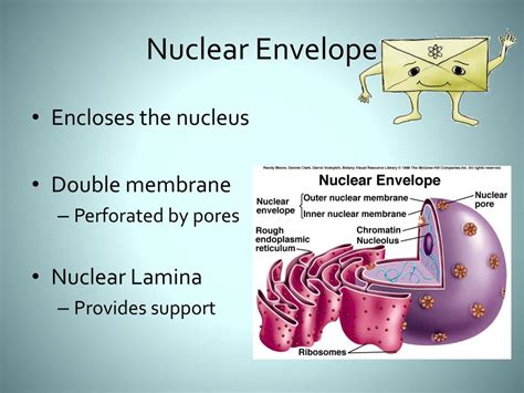 Nuclear Envelope Description And Function