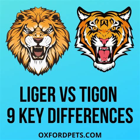 Liger Vs Tigon Comparison: 9 Key Differences - Oxford Pets