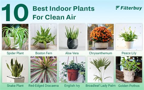 10 Best Air Purifying Plants | FilterBuy