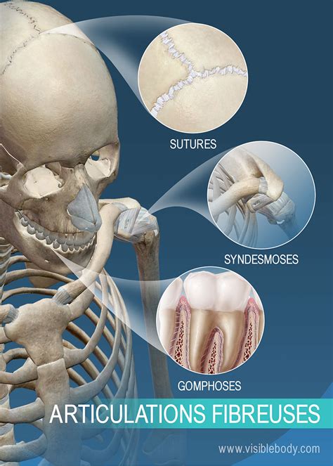 Apprentissage de l'anatomie du squelette | Articulations et ligaments