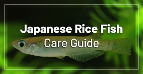 Japanese Rice Fish - Care, Feeding, Breeding, Requirements & Tank Mates