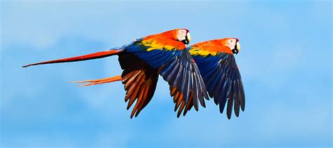 USFWS to list scarlet macaw subspecies as endangered - The Wildlife Society