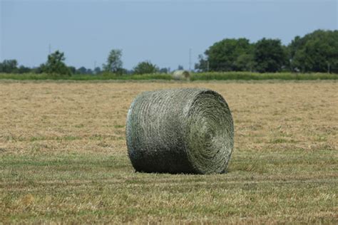 What You Need to Know About Silage Nutrition