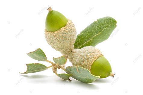 Oak Acorns Nutrition Tree Background Photo And Picture For Free ...