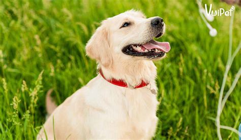 Chó Golden Retriever | Tất tần tật Đặc điểm và Giá chó Golden - Thucanh ...