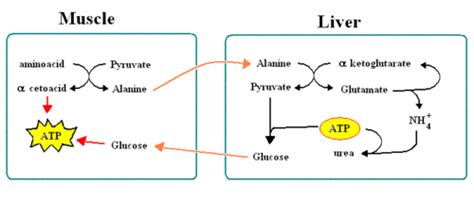 Alanine cycle - Citizendium