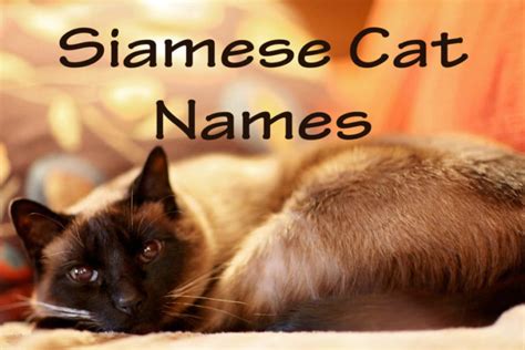 101 Most Popular Siamese Cat Names In 2023 - Cat Mania