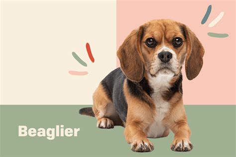 Beaglier Full Grown